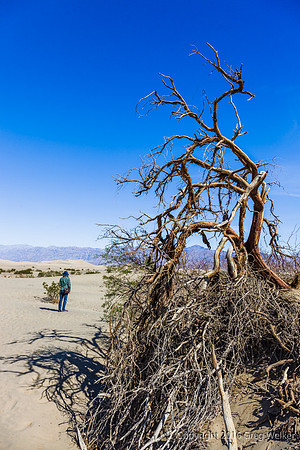 Mesquite Flat Sand Dunes