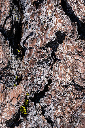 Tree Bark