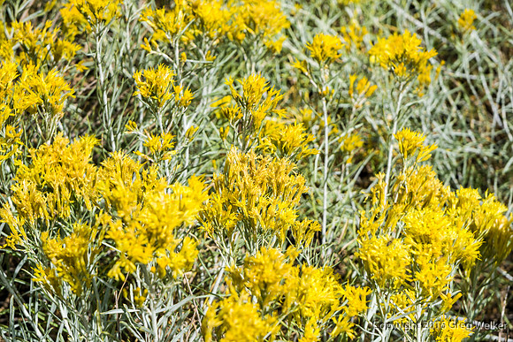 Wildflowers