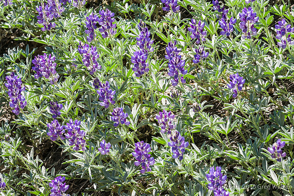 Wildflowers