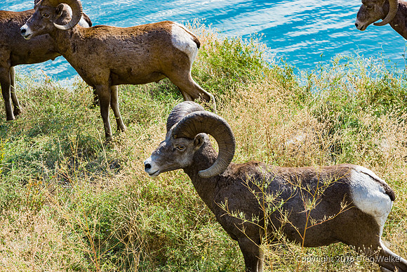 Mountain Goats By Seton Lake