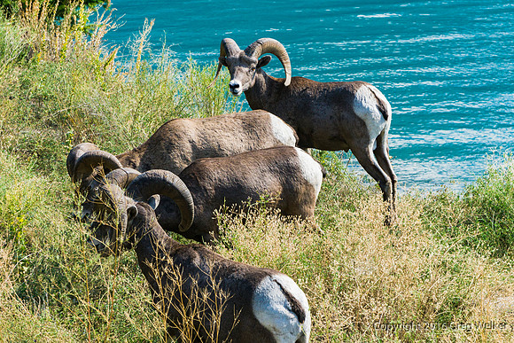 Mountain Goats By Seton Lake