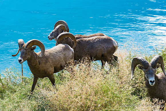 Mountain Goats By Seton Lake