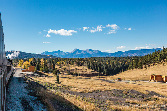 Fir CO At La Veta Pass