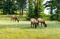 Elk