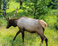 Elk