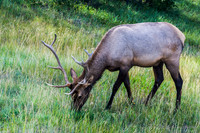 Elk