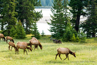 Elk