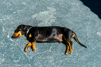 Shots in and around Ajijic and surrounding area.  Vega's dog.