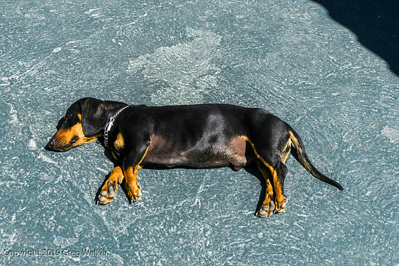 Shots in and around Ajijic and surrounding area.  Vega's dog.