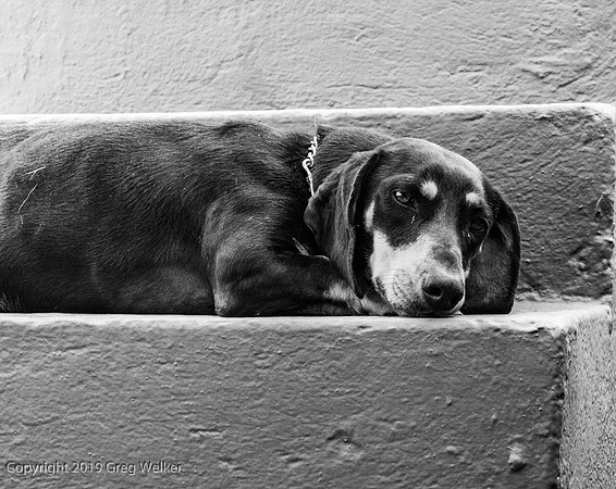 Shots in and around Ajijic and surrounding area.  Vega's dog.