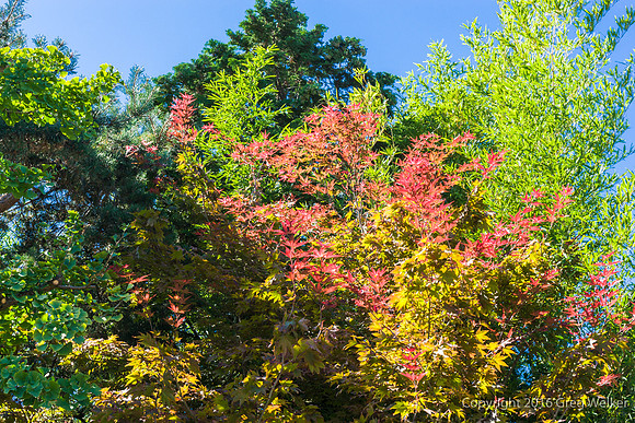 Dr. Sun Yat Sen Classical Garden