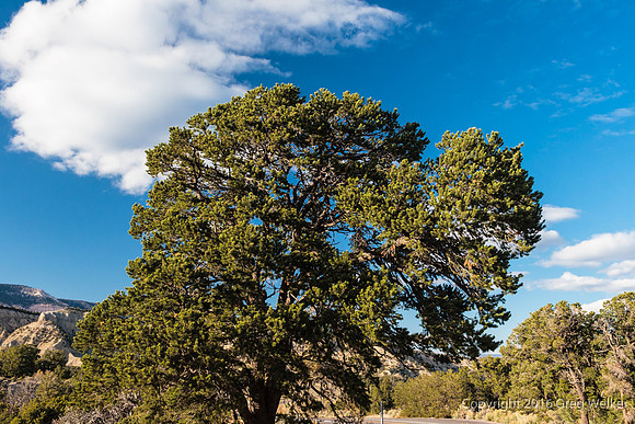 Burr Trail Shots