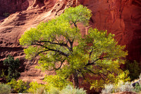Burr Trail Shots