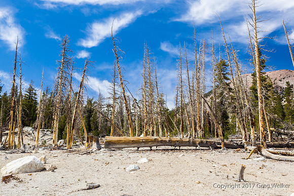 C02 Forest in Mammoth.