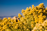 Mono Lake.