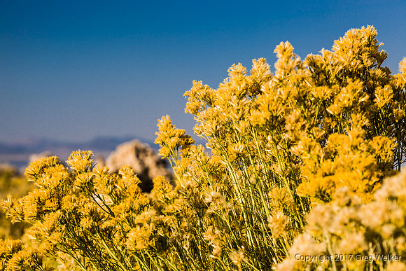 Mono Lake.