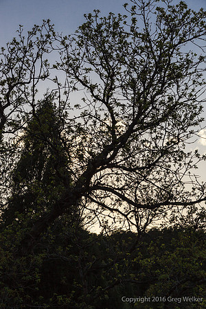 Shots In The Garden Of The Gods Park