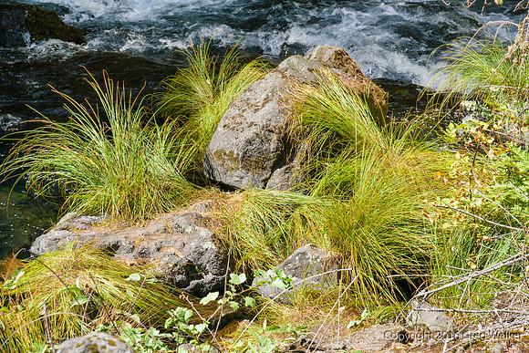 Burney Creek